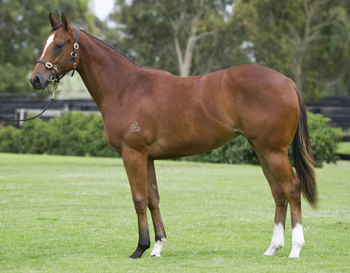 FLYING SPUR/DISTINCTIVE FILLY